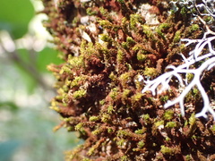 Macromitrium guatemaliense