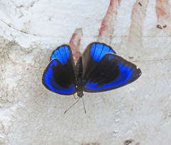 Eunica eurota
