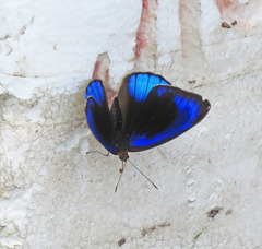 Eunica eurota