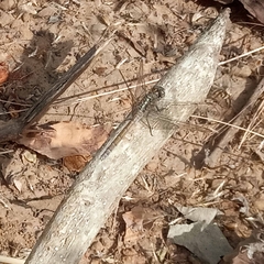 Orthetrum chrysostigma