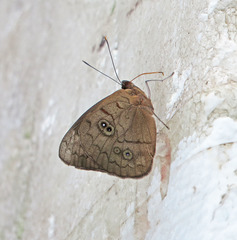 Eunica eurota