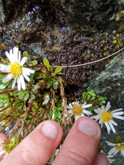 Celmisia bellidioides