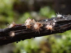 Volutella ciliata
