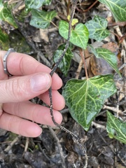 Volutella ciliata