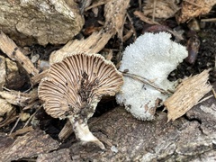 Schizophyllum commune