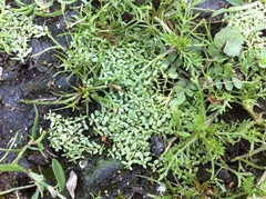 Callitriche terrestris
