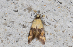 Temnogyropa stenomorpha
