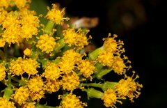 Senecio pleistocephalus