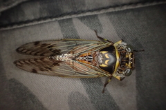 Odopoea strigipennis