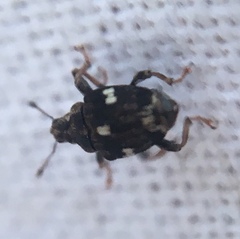 Mogulones asperifoliarum