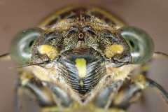 Odopoea strigipennis