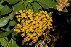 Senecio pleistocephalus