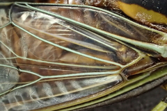 Odopoea strigipennis