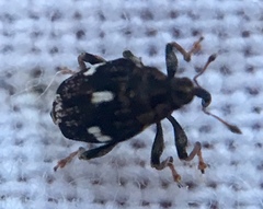 Mogulones asperifoliarum