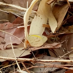 Eurema brigitta brigitta