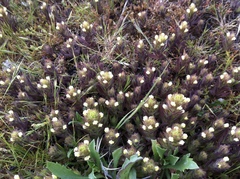 Castilleja victoriae