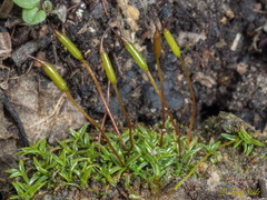 Aloina rigida