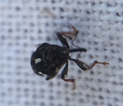 Mogulones asperifoliarum