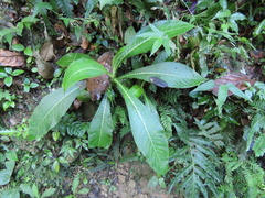 Lobelia robusta