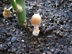 Psathyrella