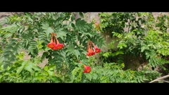 Tecoma fulva garrocha