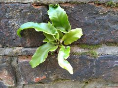 Asplenium scolopendrium