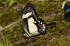 Heraclides torquatus