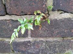 Asplenium adiantum-nigrum
