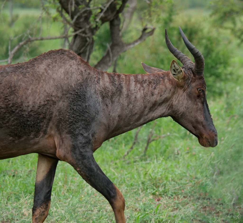 Common Tsessebe in February 2020 by leuli · iNaturalist