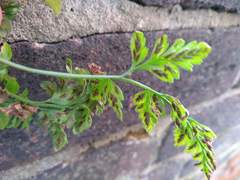 Asplenium adiantum-nigrum