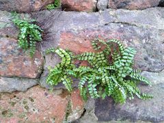 Asplenium trichomanes