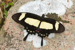 Heraclides torquatus