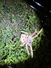 Eriophora ravilla