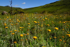 Helichrysum flanaganii