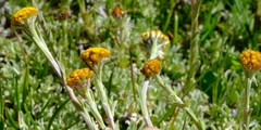 Helichrysum flanaganii