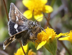 Heliothodes diminutiva