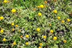 Helichrysum flanaganii