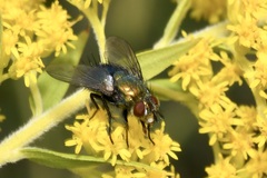 Chrysosomopsis aurata