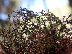 Frullania lindenbergii