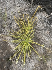 Lithophila radicata