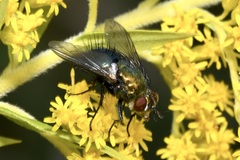 Chrysosomopsis aurata