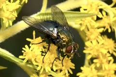 Chrysosomopsis aurata
