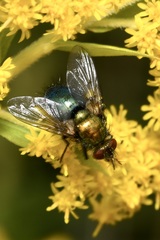 Chrysosomopsis aurata