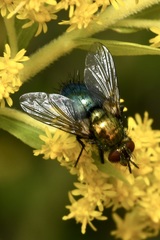 Chrysosomopsis aurata