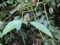 Miconia laevigata