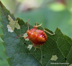 Brontocoris nigrolimbatus