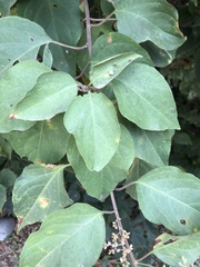 Magnoliopsida