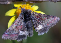 Schinia pulchripennis
