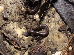 Stemmiulidae