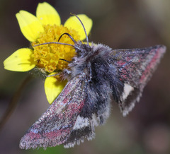 Schinia pulchripennis